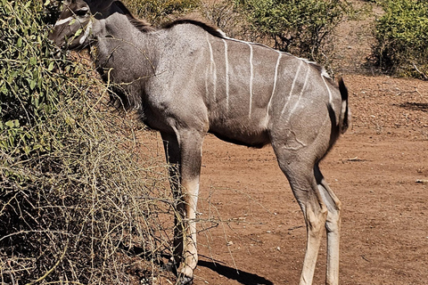 Escursione di un giorno nel Parco Nazionale di Chobe