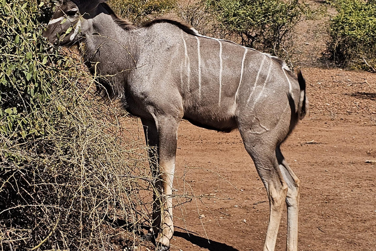 Escursione di un giorno nel Parco Nazionale di Chobe