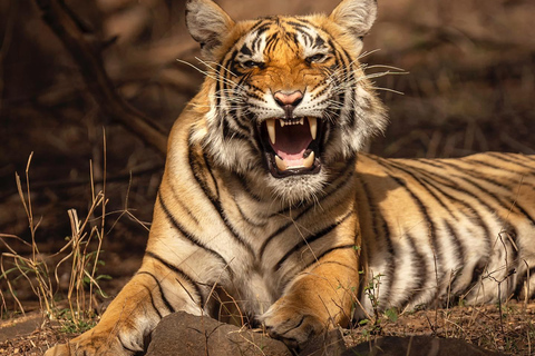 Von Jaipur aus: 1 Tagestour zum Ranthambore Tiger Reserve