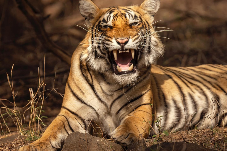 Von Jaipur aus: 1 Tagestour zum Ranthambore Tiger Reserve