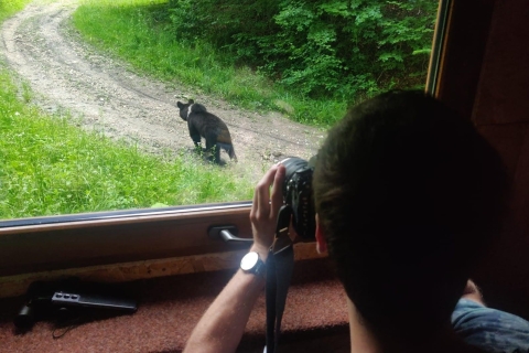 Bear watching in the wild Brasov