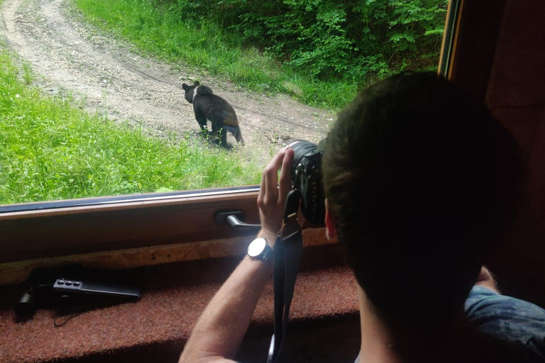 Bear watching in the wild Brasov