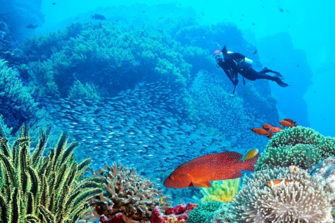 Sharm El Sheikh: Tiran eiland cruise tour met intro duik