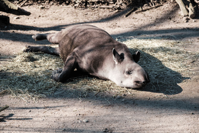 Bilet jednodniowy do zoo w Schwerinie