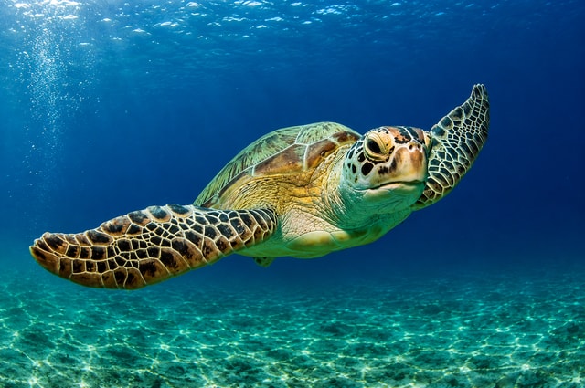 Zanzibar: Nungwi Baraka Aquarium Sea Turtle Swimming tour