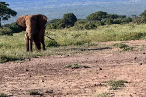 Nairobi: 2-Day Amboseli National Park Safari with Meals