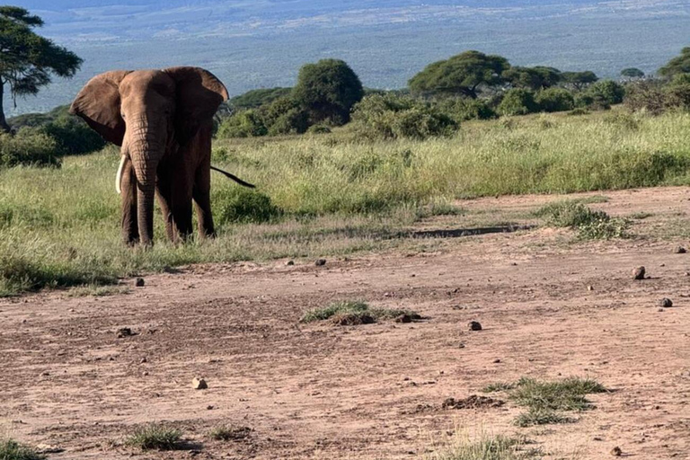 Nairobi: 2-Day Amboseli National Park Safari with Meals
