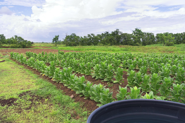 Porto Rico : Visite de la brasserie Ocean Lab et de la ferme de tabac