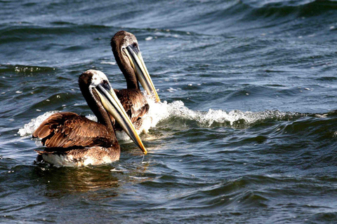 Från Lima: guidad tur på 1 dag i Paracas och Huacachina OasisTurnéalternativ 1