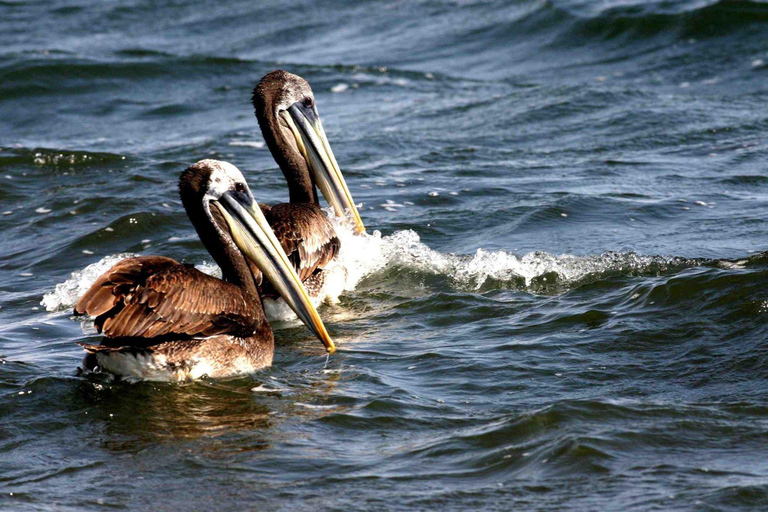 Au départ de Lima : visite guidée d&#039;une journée à Paracas et à l&#039;oasis de Huacachina.Option 2