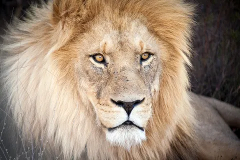 Le Cap : Safari dans la réserve privée Aquila avec déjeuner