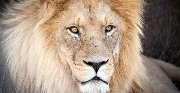 Kapstadt: Aquila Private Game Reserve Safari mit Mittagessen