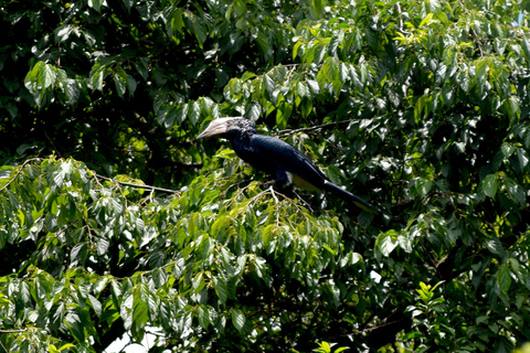 Moshi: Rau-Wald (Wanderung oder Radtour)Wandern im Rau-Wald