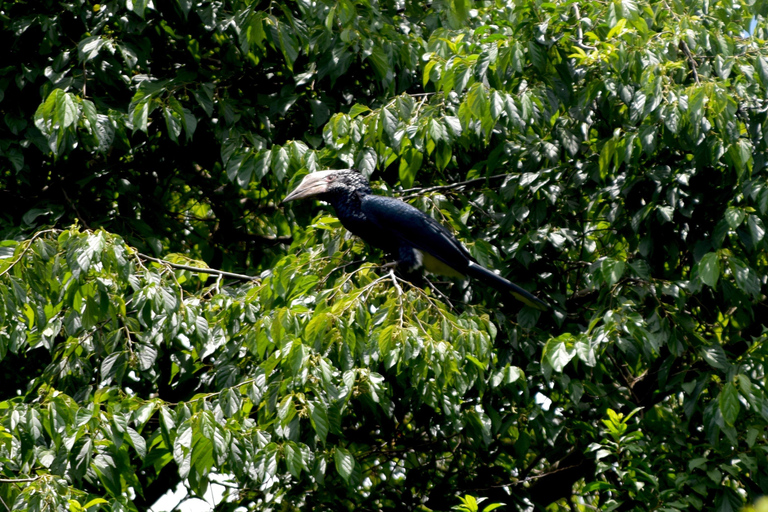Moshi: Rau-Wald (Wanderung oder Radtour)Wandern im Rau-Wald