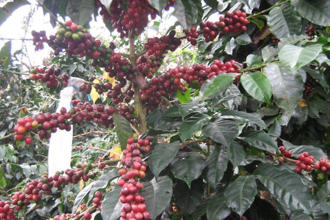 Exploring the Coffee Route: From Oxapampa to Villa Rica