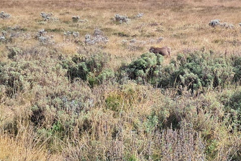 Addis Ababa: 6-Day Abijata Shalla NP & Bale Mountains Tour