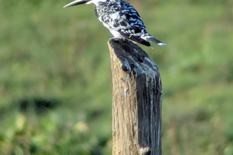 Tissamaharama: Watching Deer, Crocodile & Birds Village Tour Village Tour Shared