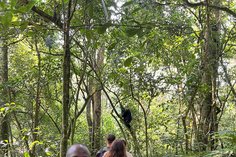 Excursión de un día al Lago Bunyonyi - Bosque de Kalinzu - Senderismo de Chimpancés