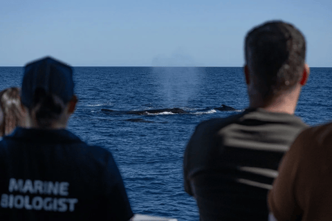 Perth: Whale Watching Cruise from Hillarys Boat Harbour