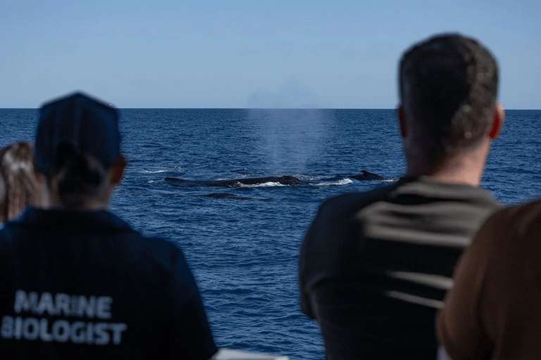 Perth: Whale Watching Cruise from Hillarys Boat Harbour