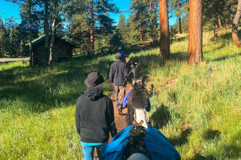 Denver: Llama Lunch in the Rocky Mountains