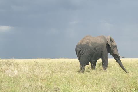 Tanzania: 11-Day Safari and Beach Adventure