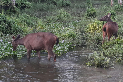 Pokhara: Mardi Himal Trek with Chitwan National Park Tour