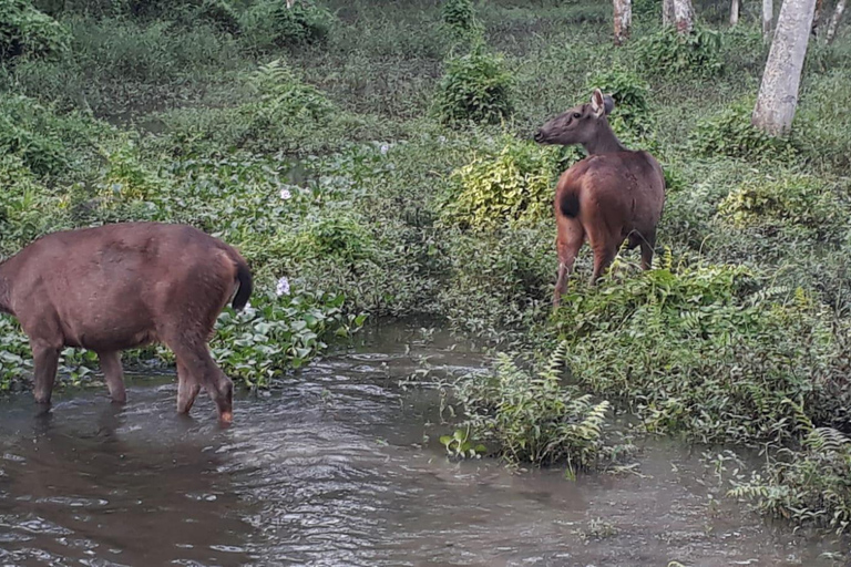 Pokhara: Mardi Himal Trek with Chitwan National Park Tour