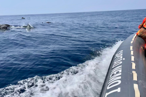 De Portimão : Observation des dauphins et du littoral de Lagos avec un biologiste