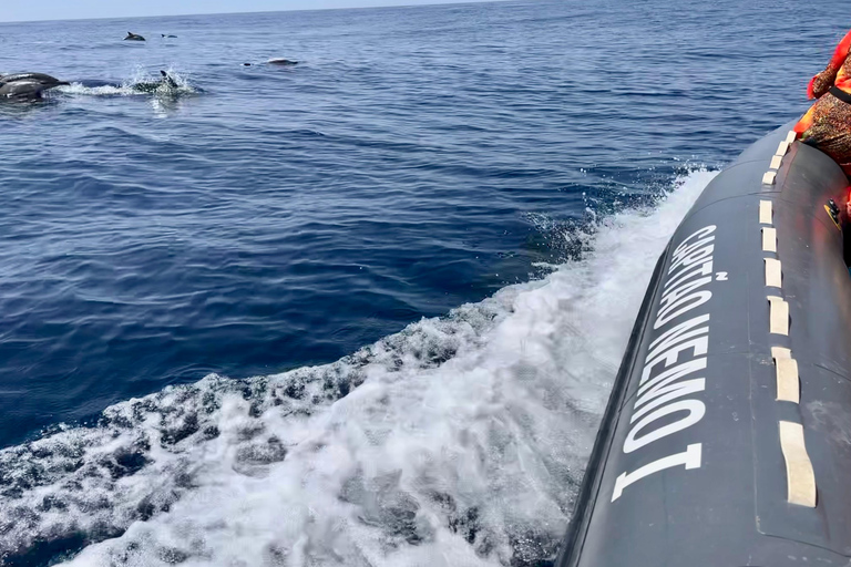 De Portimão : Observation des dauphins et du littoral de Lagos avec un biologiste