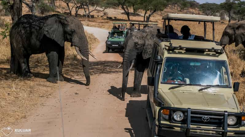 8 Gün Aberdares, Solio, Samburu Ve Maasai Mara Safari | GetYourGuide