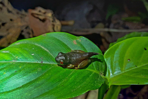 Monteverde: Costa Rica delad kvällstur