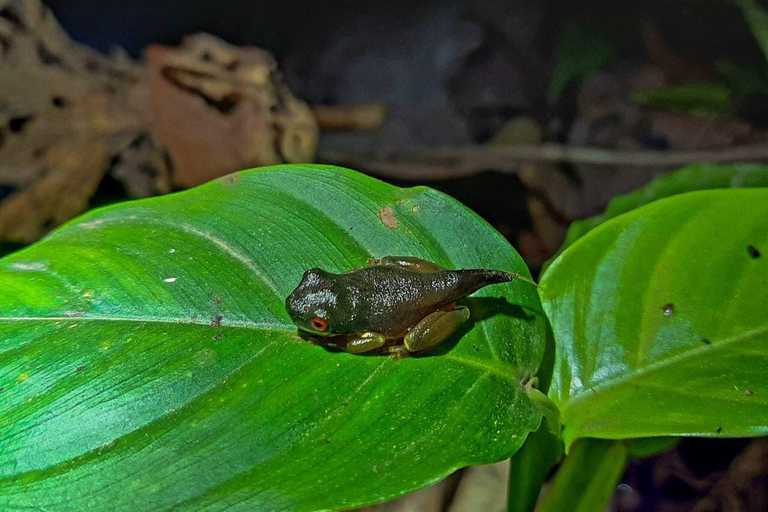 Monteverde: Tour noturno compartilhado na Costa Rica