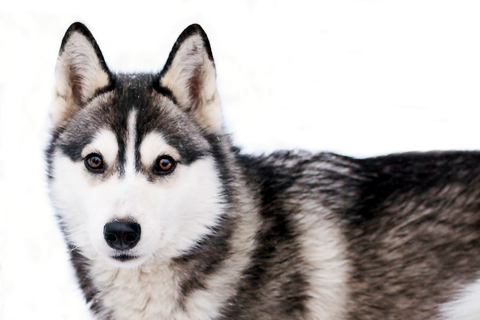 Pyhätunturi: Husky-safari inklusive gårdsbesökHuskysafari 30 minuter och gårdsbesök