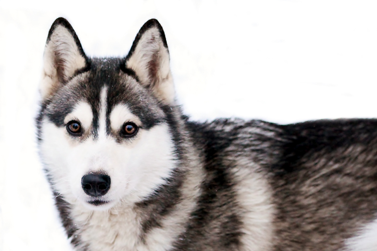 Pyhätunturi: Husky safari inclusief boerderijbezoekHuskysafari 30 minuten en boerderijbezoek