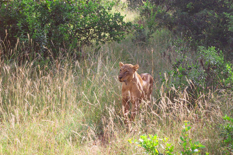 Tour in Nairobi National Park in a 4X4 Landcruiser