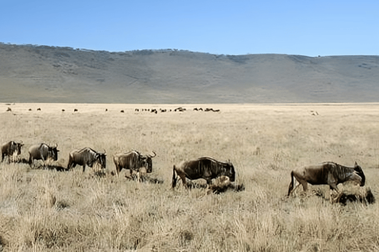 Arusha: Ngorongoro Crater Day Trip with Lunch