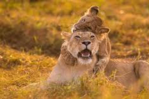 From Nairobi: Private 3-Day Masai Mara Big Five Game Drive