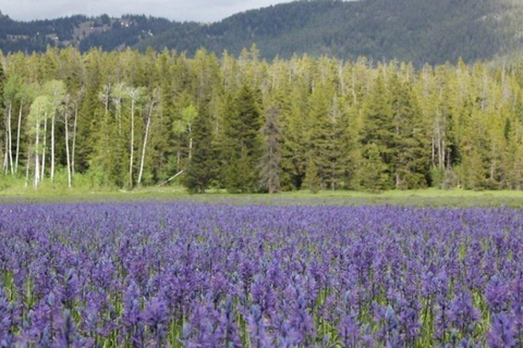 Jackson Hole 2-Day Private Safari: Yellowstone Loops Tour