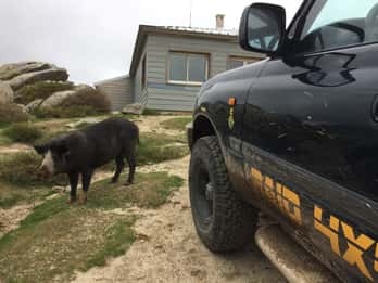 Porto Vecchio: Cuscionu Plateau & Alta Rocca 4x4 Tour