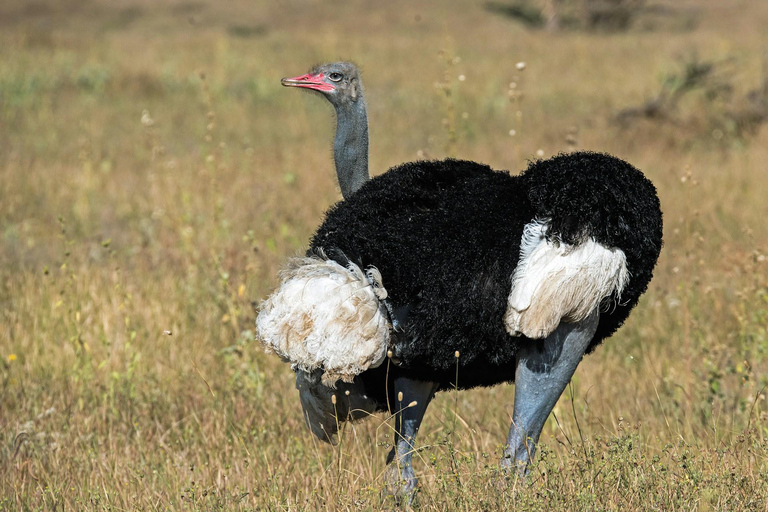 Safari na Reserva de Samburu: A natureza selvagem indomável do norte do Quénia