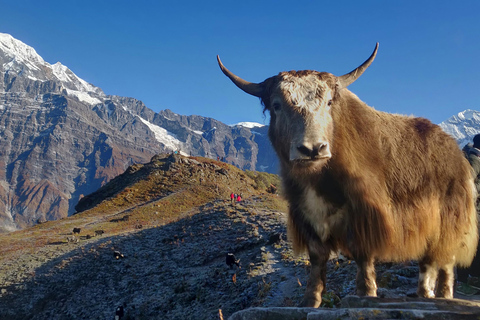 Kathmandu: Mardi Himal Trek with Vibrant Views