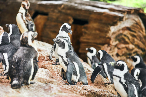Biglietto d'ingresso all'acquario di KyotoBiglietto d'ingresso all'acquario di Kyoto (giorni feriali)