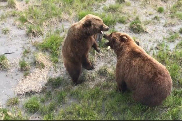 Anchorage: Bears, Beers, and Glacier Tour