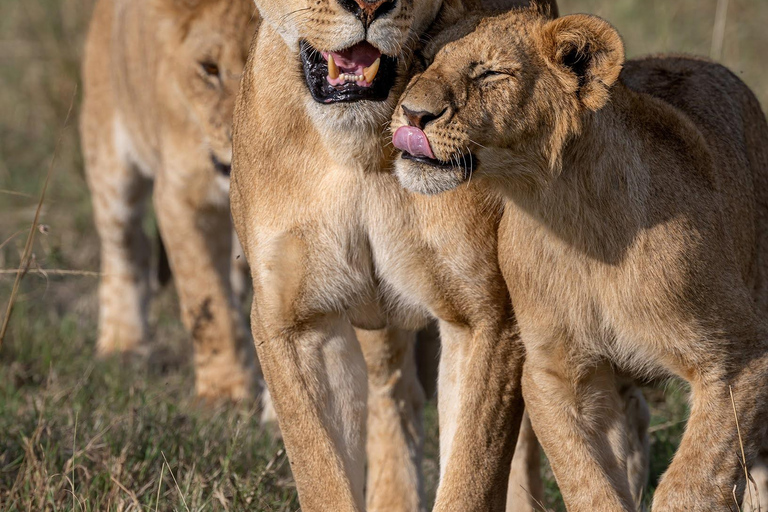 Viaggio di un giorno da Nairobi a Maasai Mara - AWNairobi: Escursione di un giorno nella Riserva Nazionale di Maasai Mara - Privato