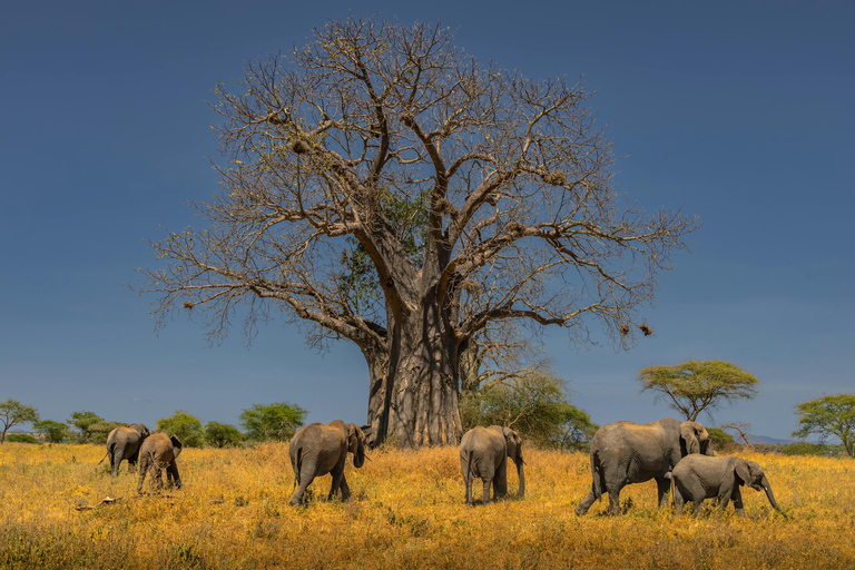 Tanzania Safari: Explore Tarangire and Lake Manyara's Wilds