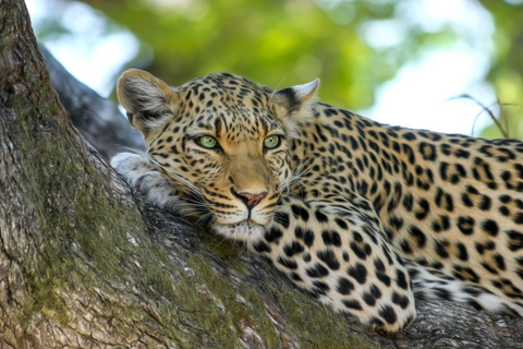 From Livingstone: Chobe National Park Safari & Village Tour