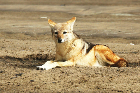 From Swakopmund: Sandwich Harbour Guided Tour