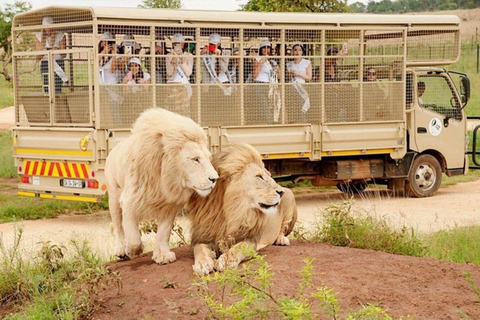 Passeio pelo Lion Park em veículo aberto de safáriLion Park Tour em veículo Open Safari