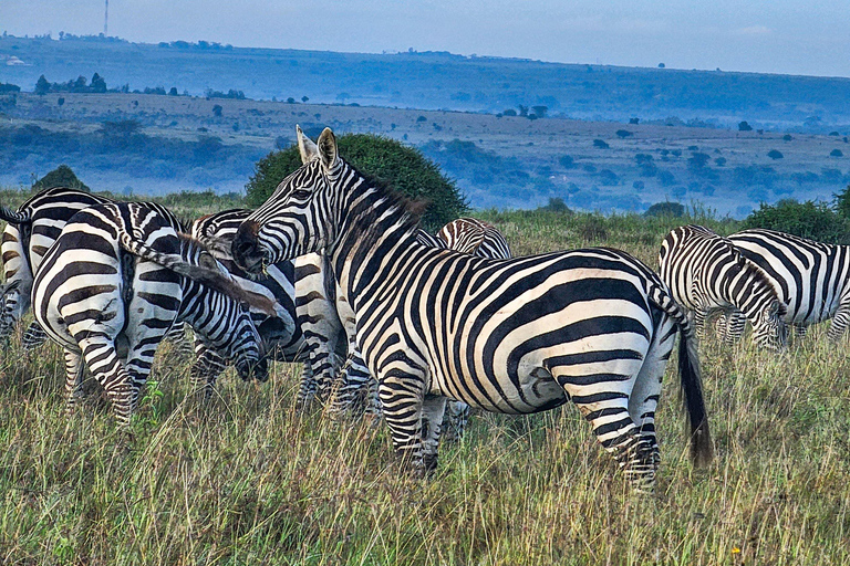Nairobi National Park Half Day Guided Safaris in 4x4 Vehicle Private Half Day Guided Safaris in 4x4 Open roofed Van